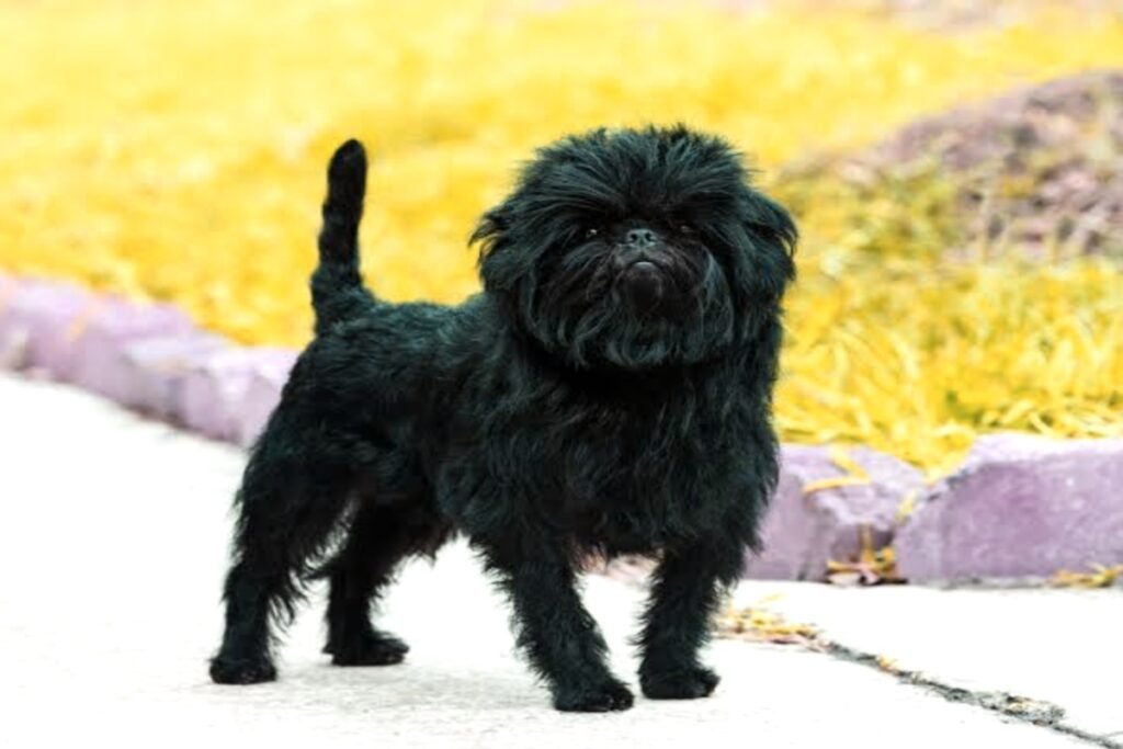 Affenpinscher Dog