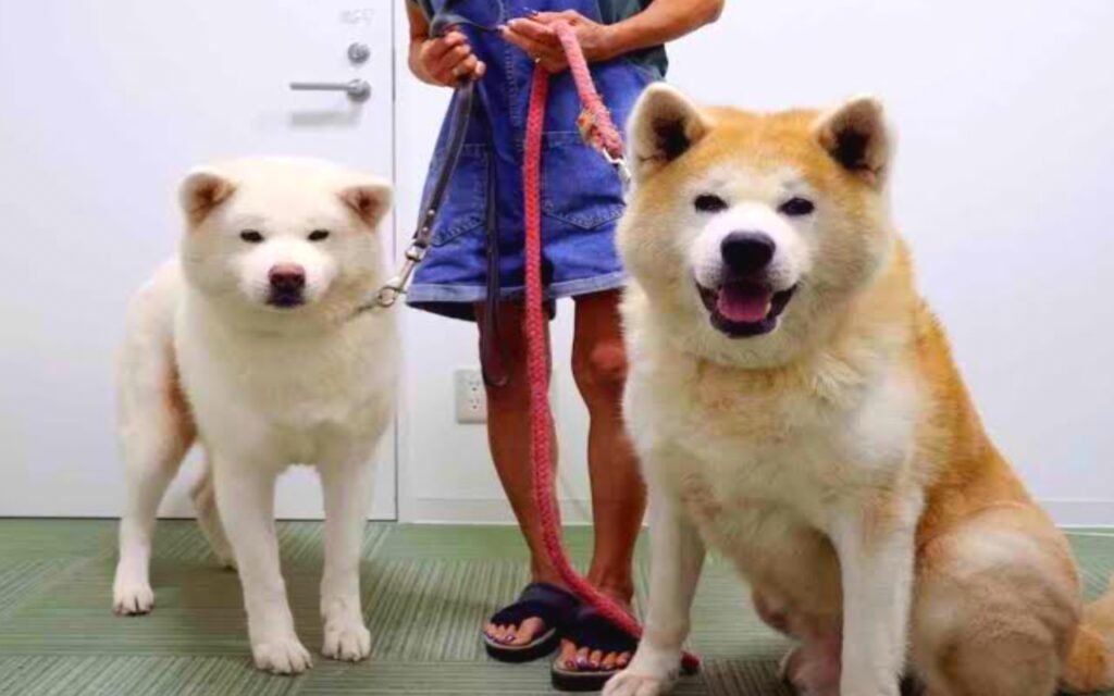 Akita Dog Breed Info