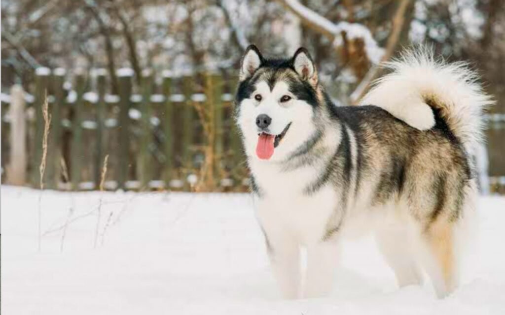 Alaskan Malamute Dog