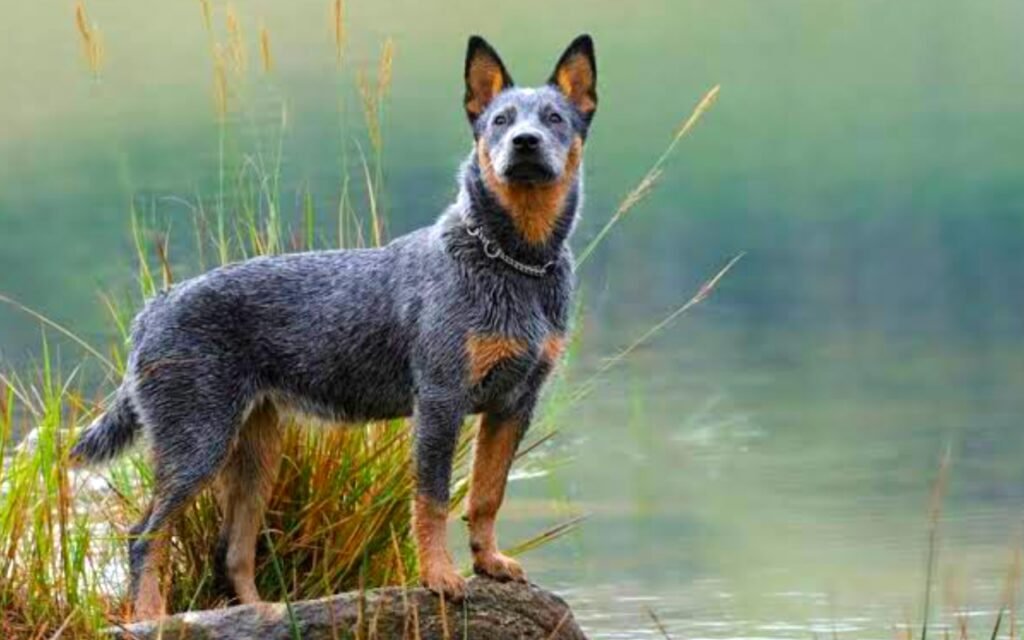 Australian Cattle Dog info