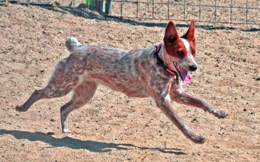 Australian Stumpy Tail Cattle Dog