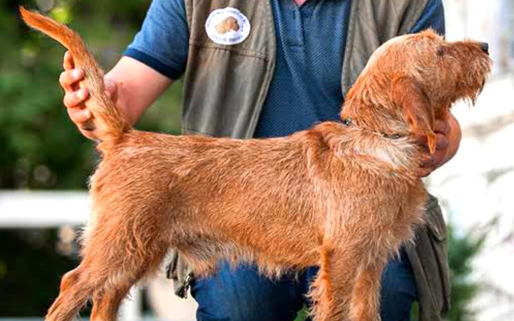 Basset Fauve De Bretagne Info