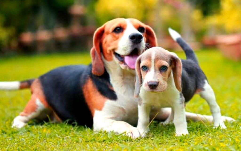 Beagle breed