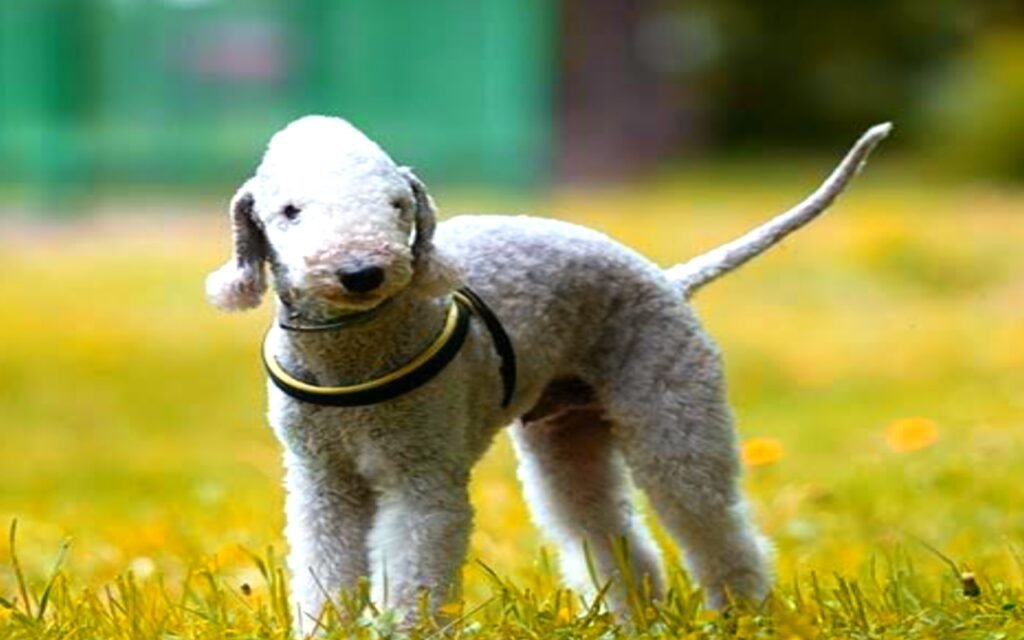 Info about Bedlington Terrier