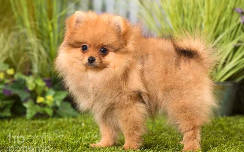 Best Small Dog Breeds