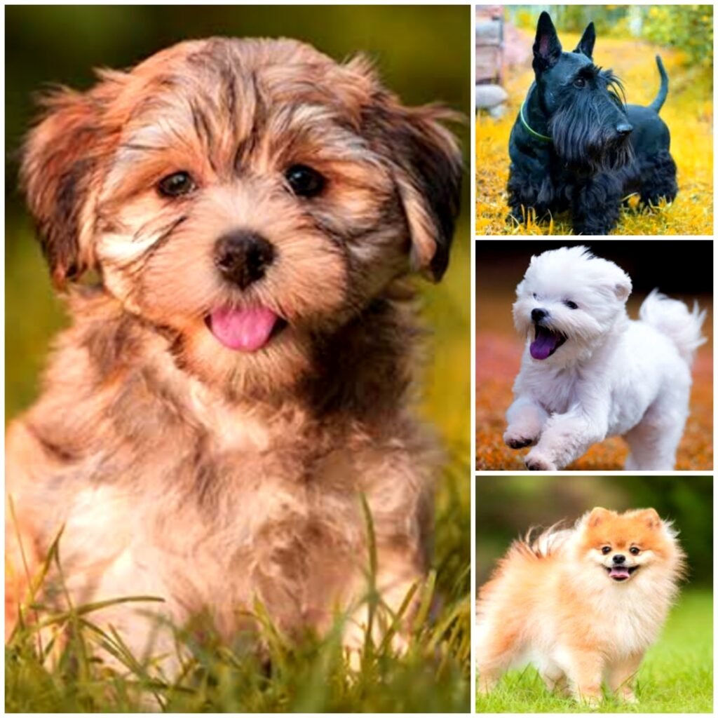 Best Small Dog Breeds