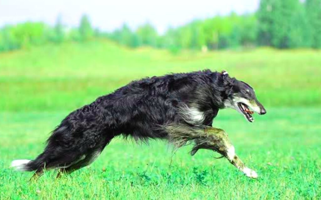 Borzoi breed