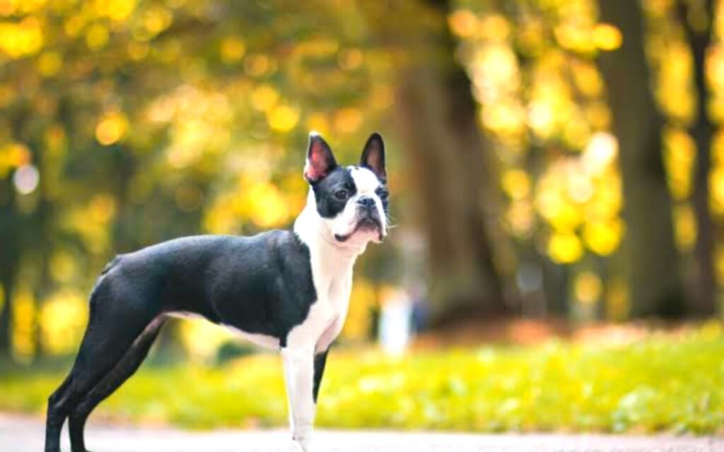 Boston Terrier Information