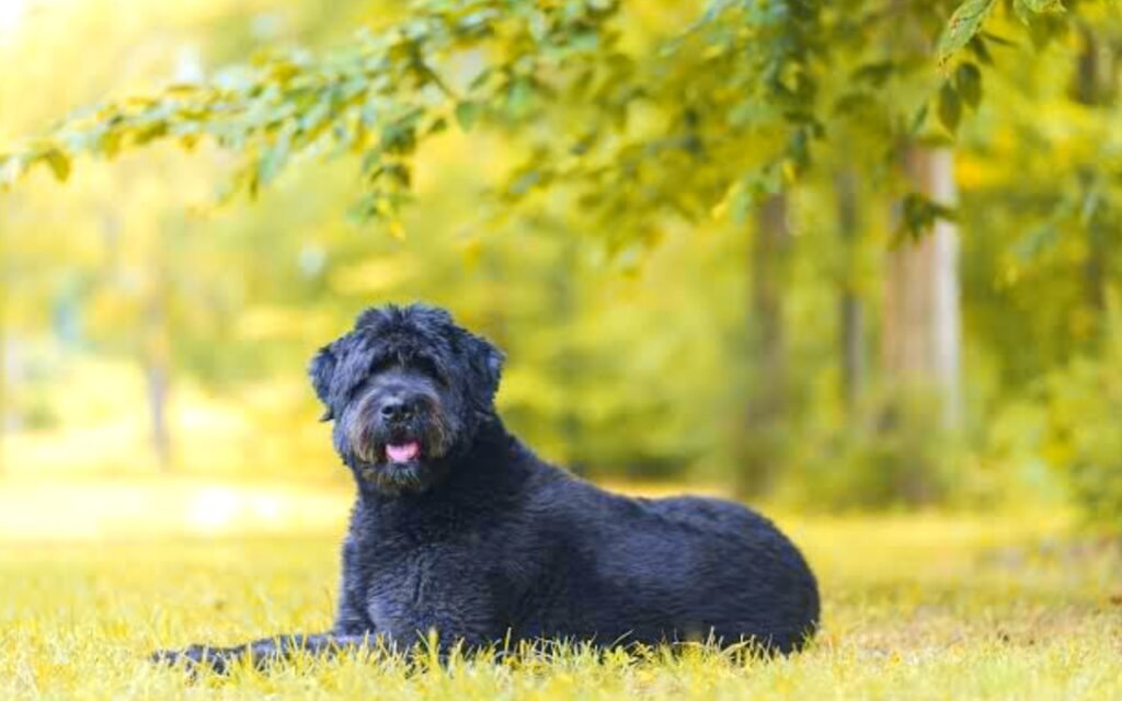 Bouvier Des Flandres info