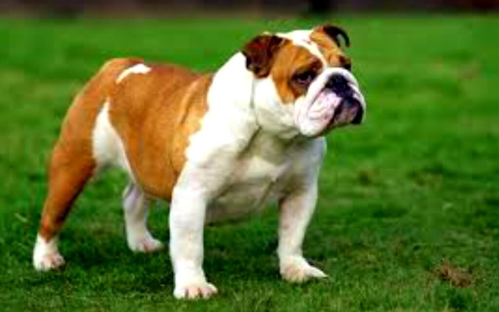 British Bulldog