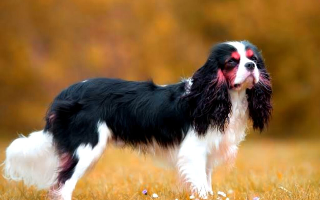 Cavalier King Charles Spaniel Info