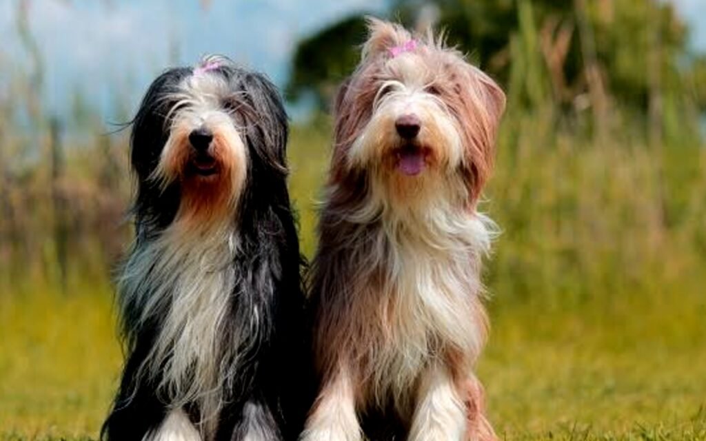 Characteristics of Bearded Collie