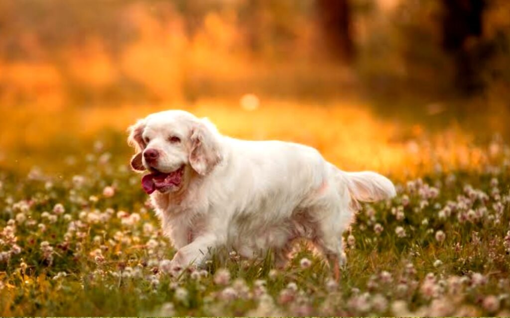 Clumber Spaniel Info