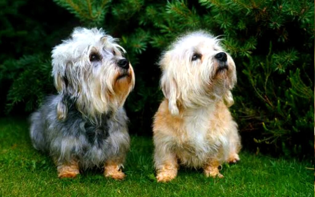 Dandie Dinmont Terrier Info