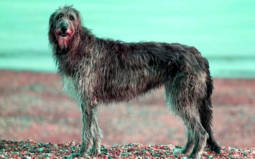 Deerhound Info