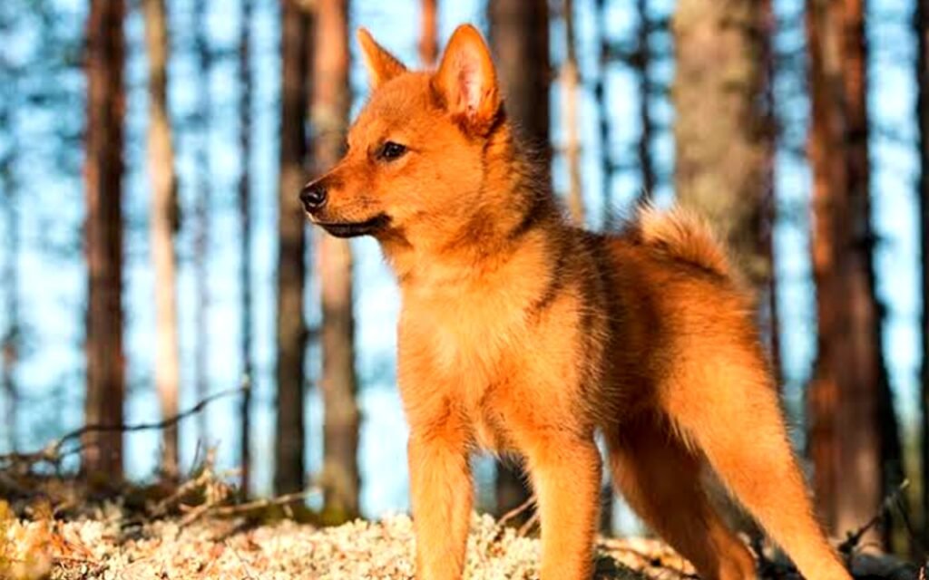 Finnish Spitz Info