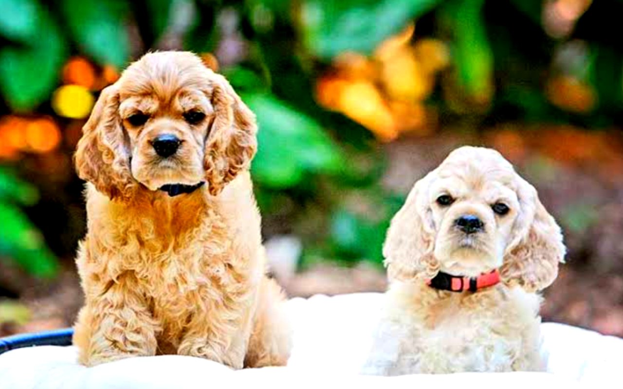 English Cocker Spaniel Breed Information & Insights