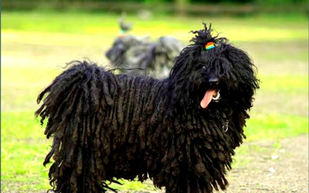 Puli dangerous breed