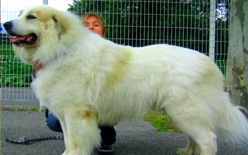 Pyrenean Mountain Dog