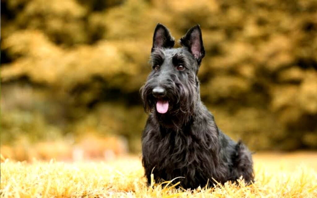 Scottish Terrier Info