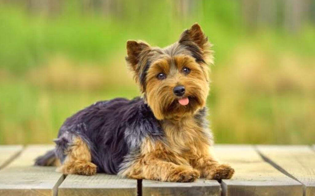 The Cute Yorkshire Terrier