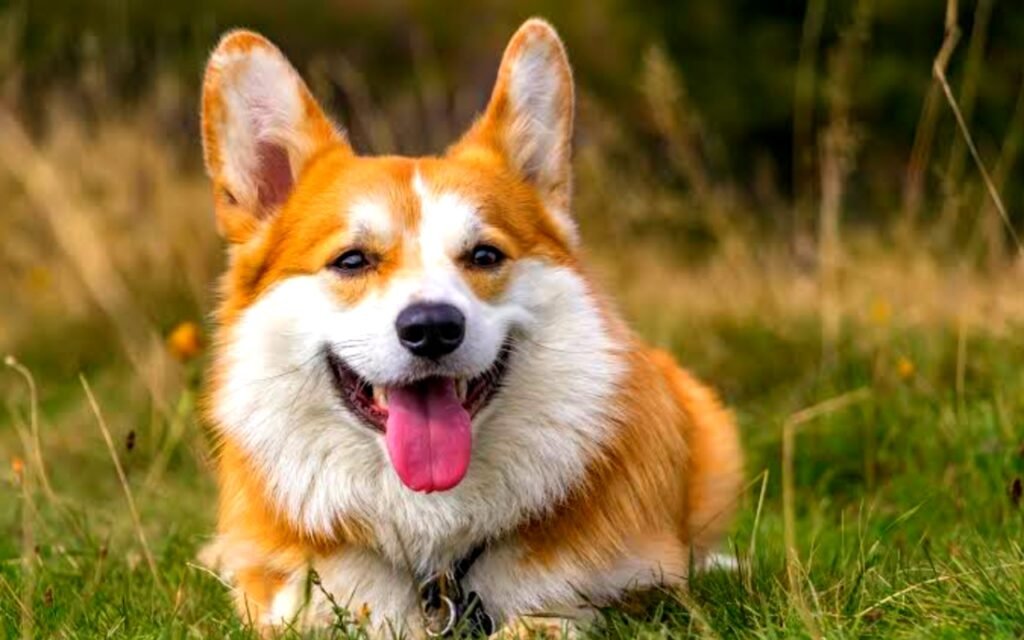 Welsh Corgi Info