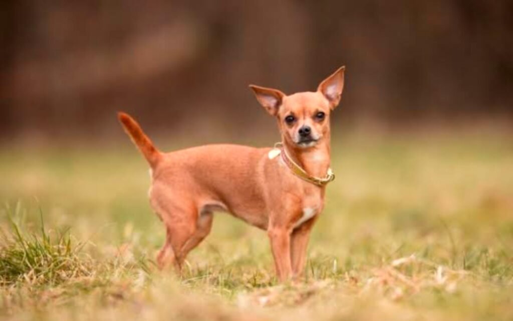 little Chihuahua Info