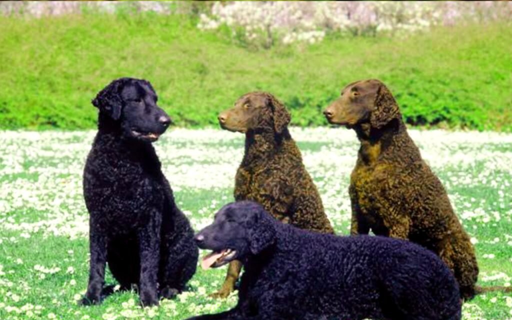 Curly Coated Retriever