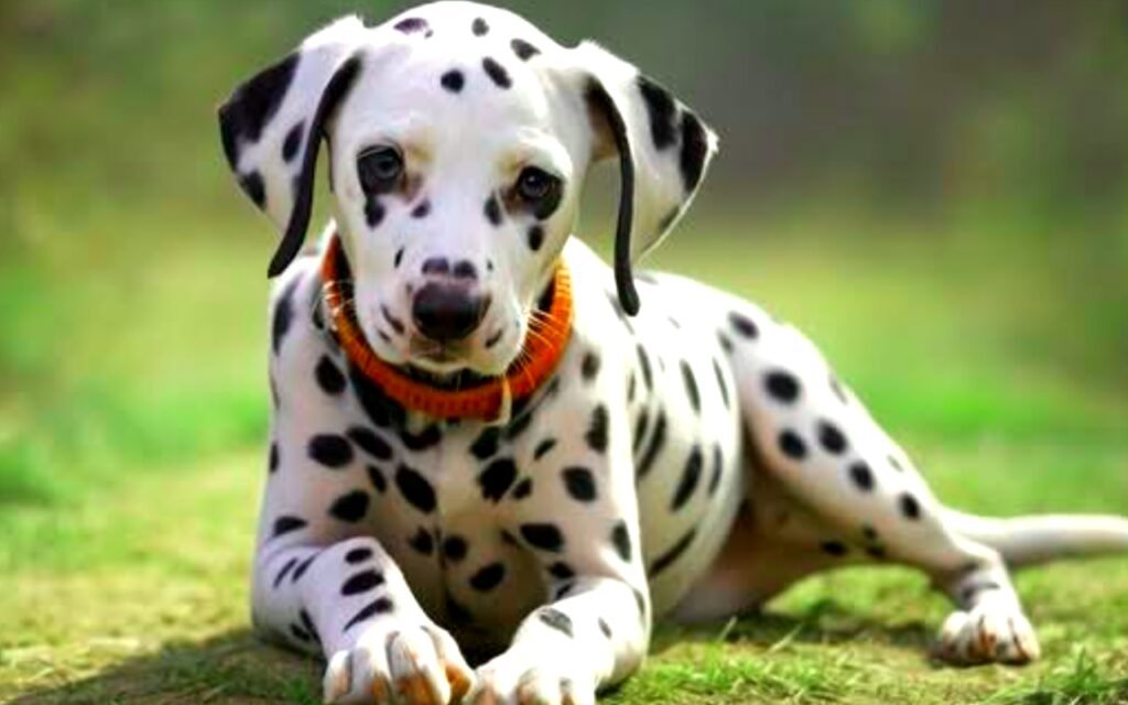 Cute Dalmatian Dog