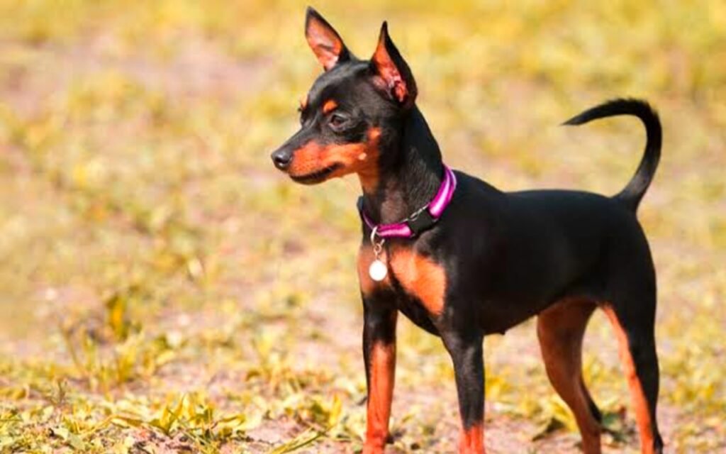 English Toy Terrier