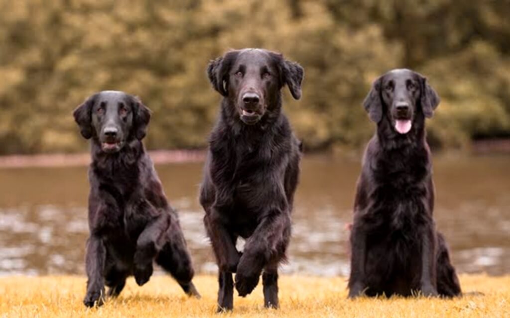 Flat Coated Retriever Info