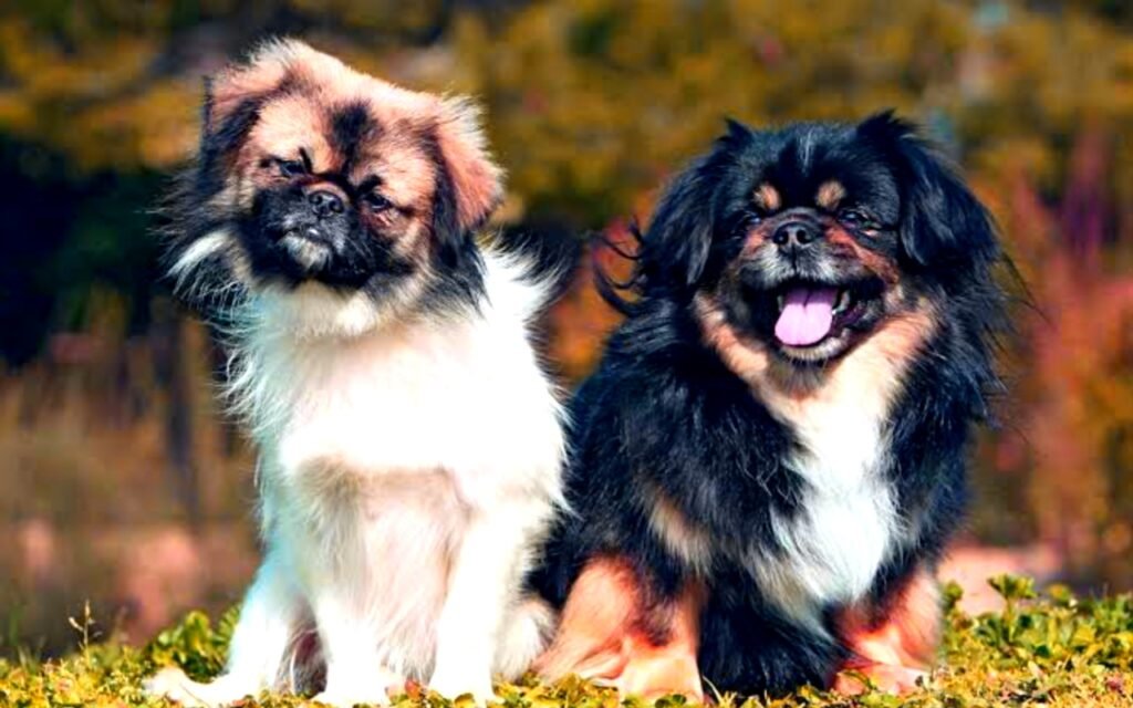 Tibetan Spaniel Info